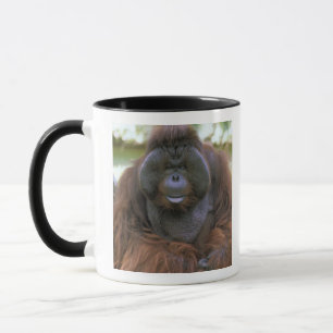 Orang-Utan Pongo Pygmaeus Tasse