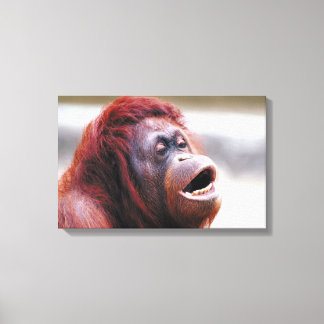 Orang-Utan-Portrait Leinwanddruck