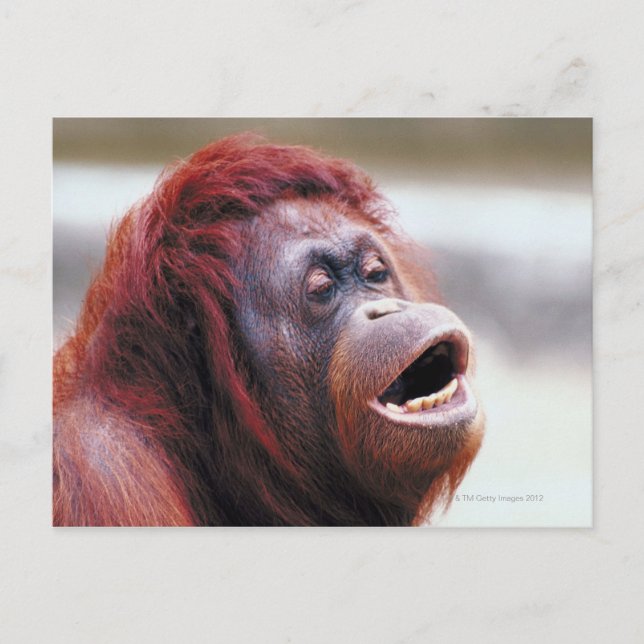 Orang-Utan-Portrait Postkarte (Vorderseite)