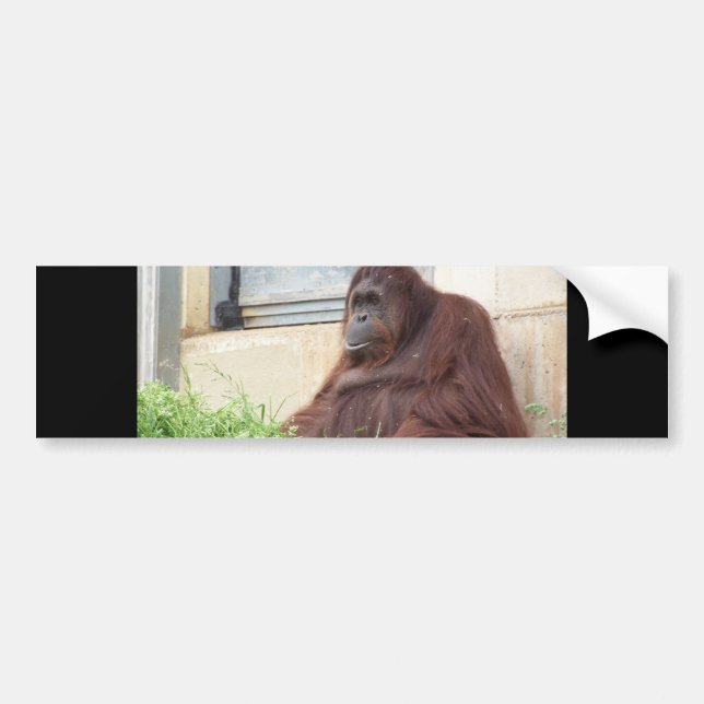 Orang-Utan Porträt Autoaufkleber (Vorne)
