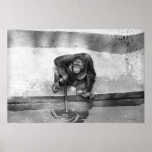 Orang-Utan Poster