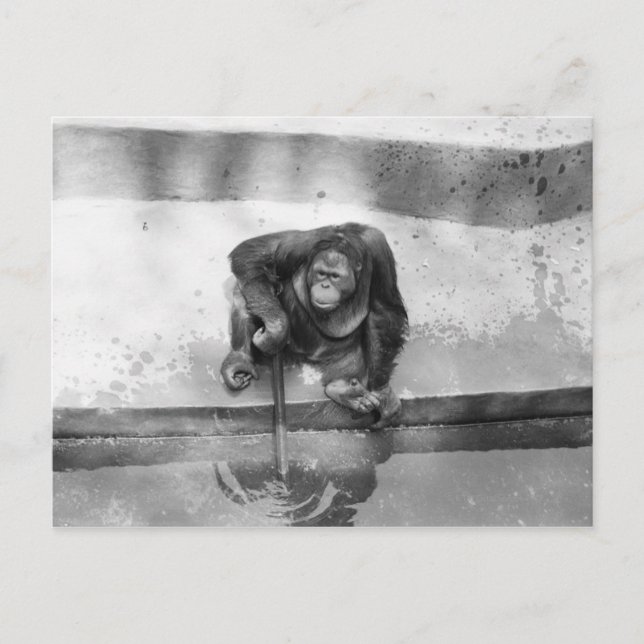 Orang-Utan Postkarte (Vorderseite)