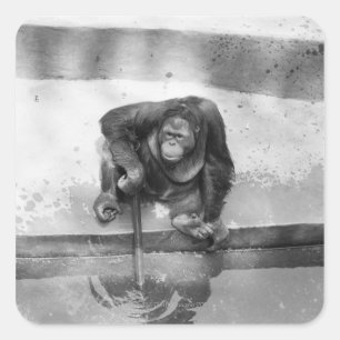 Orang-Utan Quadratischer Aufkleber