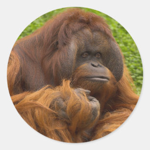 Orang-Utan Runder Aufkleber