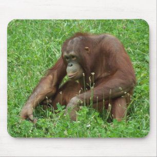Orang-Utan sitzendes Porträt Mousepad