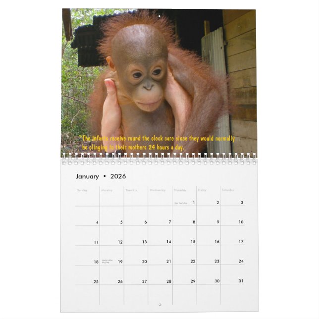 Orang-Utan Waisen Kalender (Jan 2026)