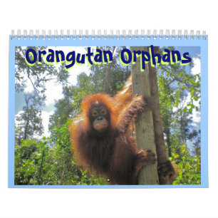 Orang-Utan Waisen Kalender