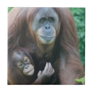 Orang-Utans Fliese