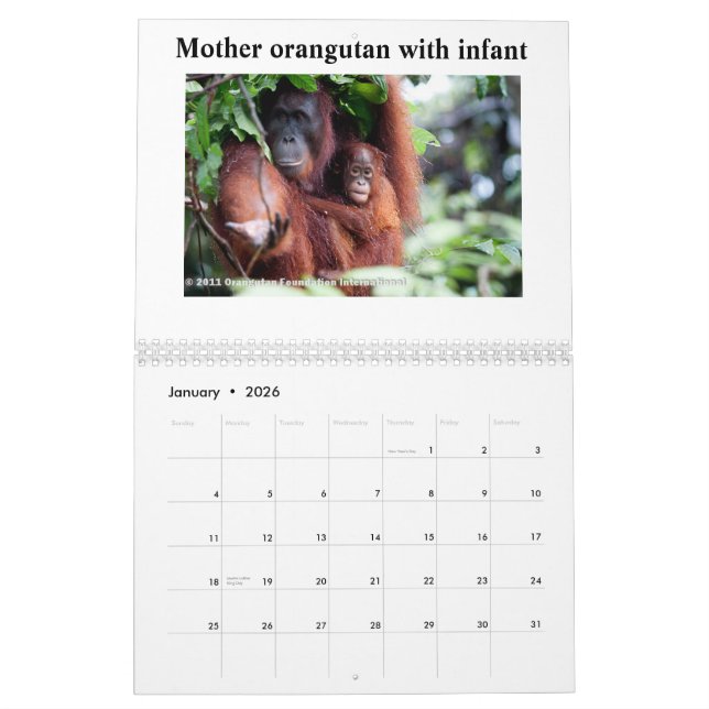 Orang-Utans Kalender (Jan 2026)