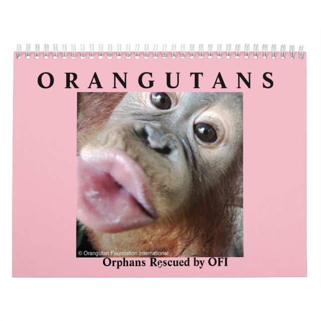 Orang-Utans retteten Waisen Kalender (Titelbild)