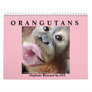 Orang-Utans retteten Waisen Kalender