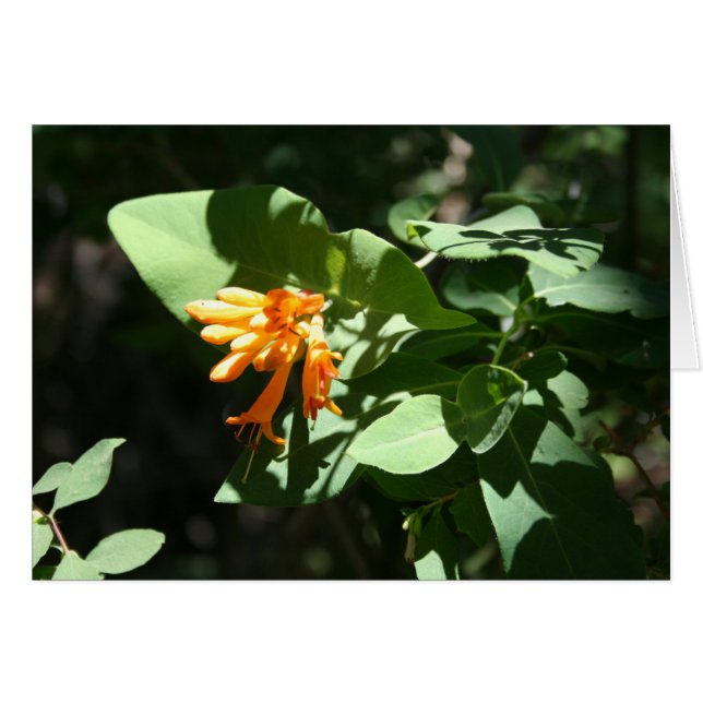 Orange (Vorderseite (Horizontal))