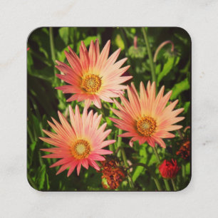 Orange African Daisies Quadratische Visitenkarte