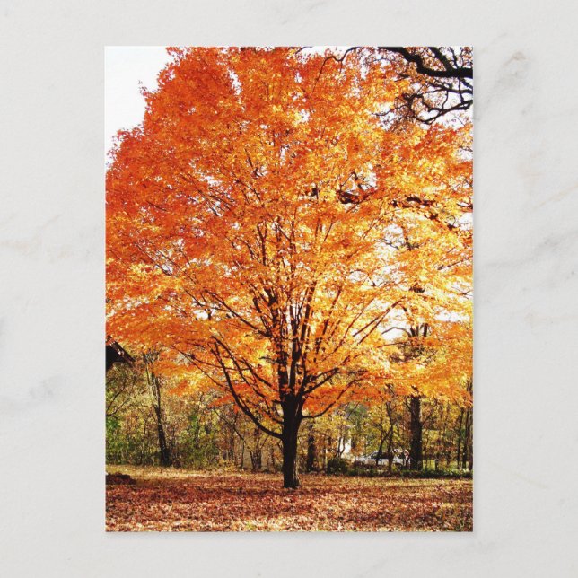 Orange Ahornblätter Thanksgiving Postkarte (Vorderseite)