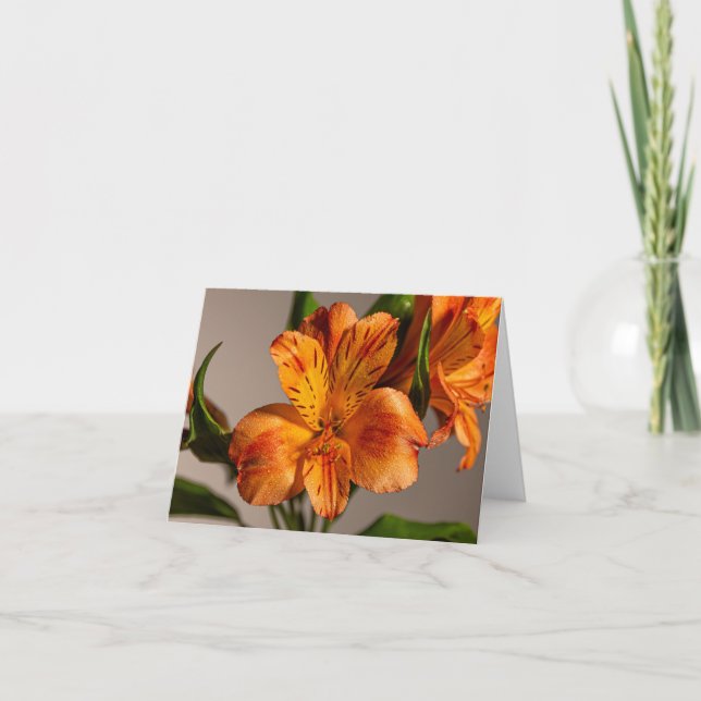 Orange Alstroemeria Lily Karte (Vorderseite)