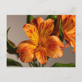 Orange Alstroemeria Lily Postkarte