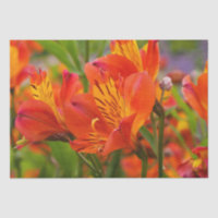 Orange Alstroemeria (Peruanische Lilie) Tissue