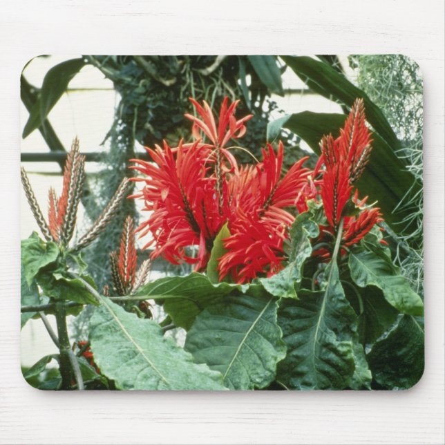 Orange Aphelandra Tetragona (Zebra-Pflanze) Blumen Mousepad (Vorne)