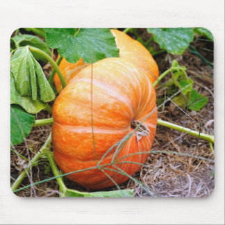 Orange Aschenputtel-Kürbis Mousepad