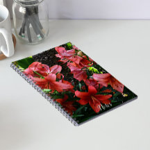 Orange Asiatic Lilies Floral