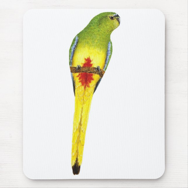 Orange-aufgeblähter Papagei - Neophema Mousepad (Vorne)