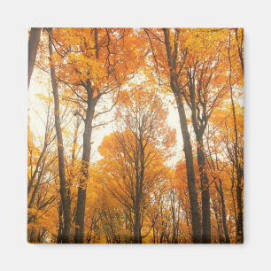 Orange Autumn Forest Magnet