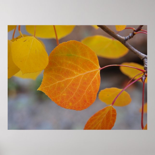 Orange Autumn Leaf Poster (Vorne)