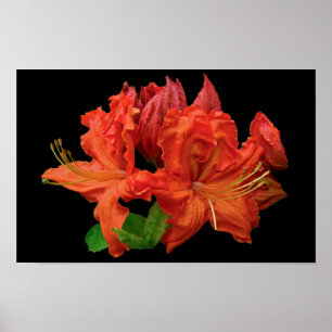 Orange Azalea Blüten Poster