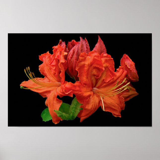 Orange Azalea Blüten Poster (Vorne)