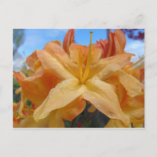 Orange Azaleas Postkarte (Vorderseite)