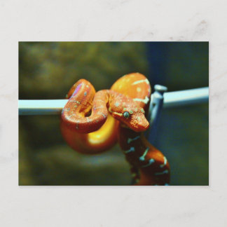 Orange Ball Python Postkarte