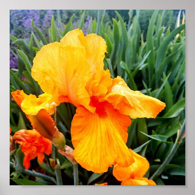 Orange Bearded Iris Poster (Vorne)
