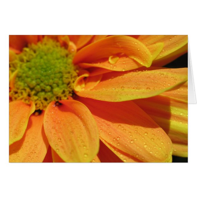 Orange Beauty (Vorderseite (Horizontal))