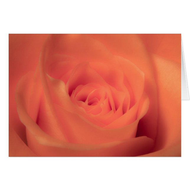 Orange Beauty (Vorderseite (Horizontal))