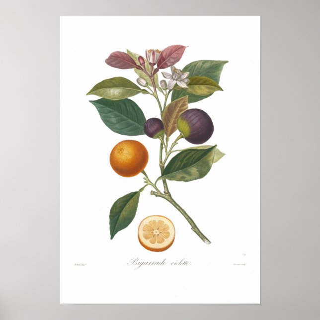 Orange, Bigarrade violette Farbe Poster (Vorne)