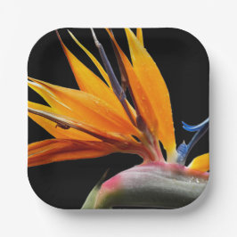 Orange Bird of Paradise Pflanze Blütenblume Pappteller