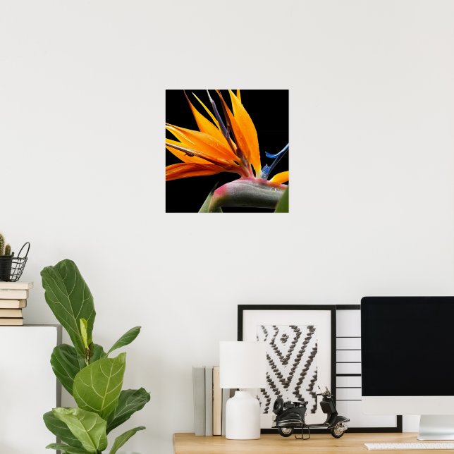Orange Bird of Paradise Pflanze Blütenblume Poster (Heimbüro)