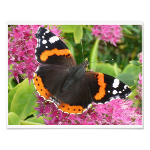 Orange Black and White Butterfly Poster