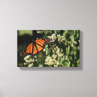 Orange Black Monarch Butterfly Naturfotografie