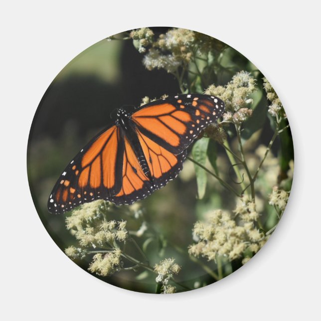 Orange Black Monarch Butterfly Naturfotografie Magnet (Vorne)