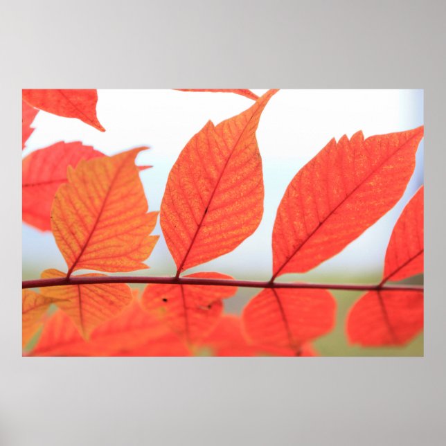 Orange-Blätter im Herbst Poster (Vorne)