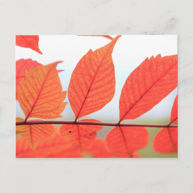 Orange-Blätter im Herbst Postkarte (Vorderseite)