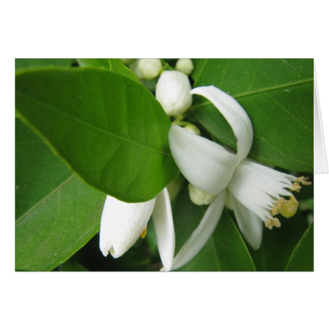 Orange Blossom (Vorderseite (Horizontal))