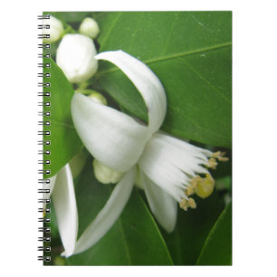 Orange Blossom Notizblock