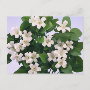 Orange Blossom Postkarte