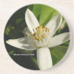 Orange Blossom - Untersetzer