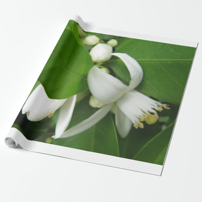 Orange Blossom Wrapping Paper Geschenkpapier (Ungerollt)