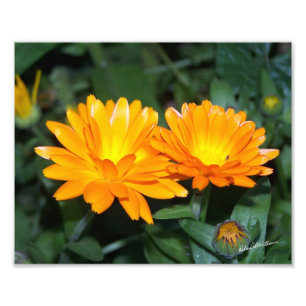 Orange Blume #2204 Fotodruck