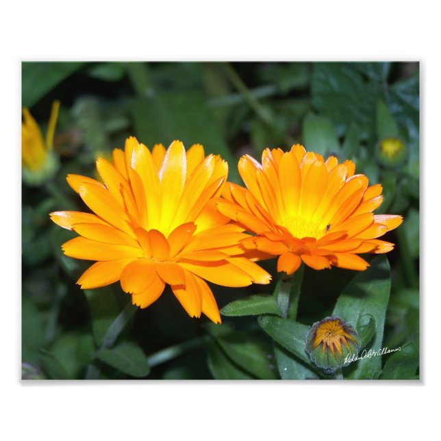 Orange Blume #2204 Fotodruck (Vorne)