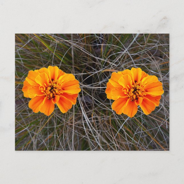 Orange Blume Art Postkarte (Vorderseite)